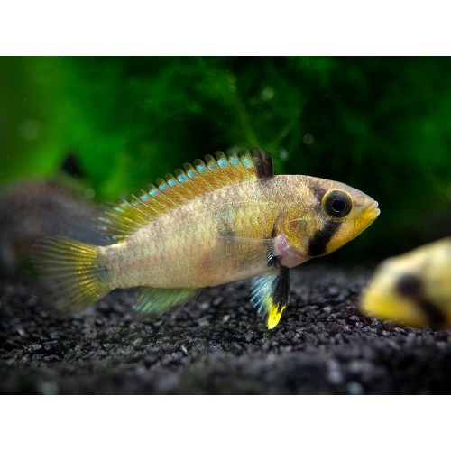 Apistogramma panduro – Pandurini 1 Adet 4-5 Cm