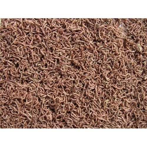 Rotifish FD Bloodworms 250 ml 18 Gr (Kan Kurdu) 