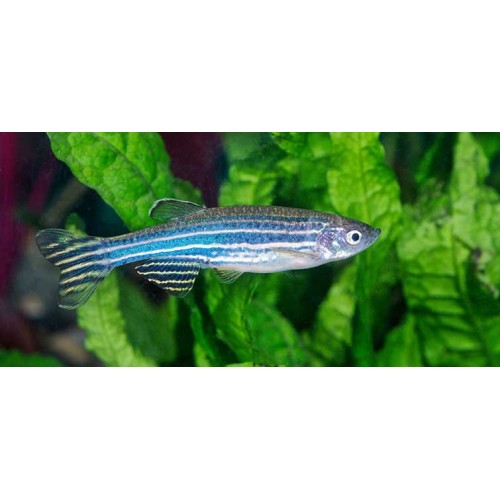 Zebra Danio Gümüş Bakımı Kolay 1 Ad 3-4 Cm