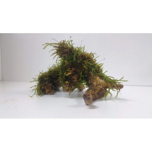 Moss sarılı Dekoratif Dal 15 cm (kökün kendi resmi) 