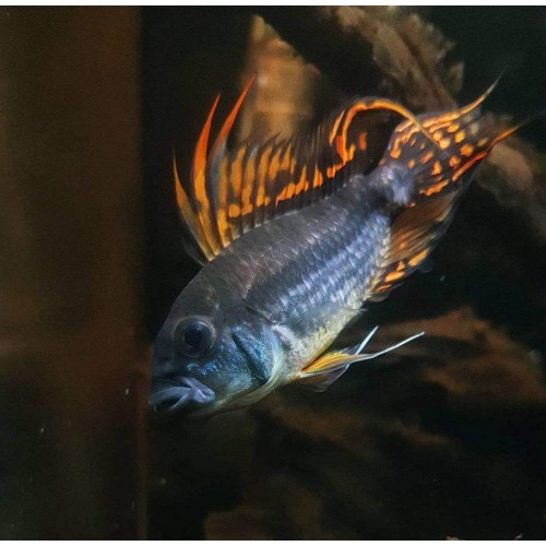 Cüce Ciklet  Apistogramma Kakadu 1 Ad 4-5 Cm