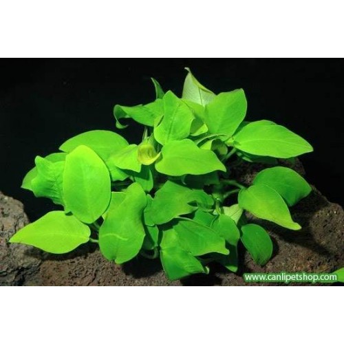 Anubias Barteri var. Nana 1 Ad 3-4 Yaprak