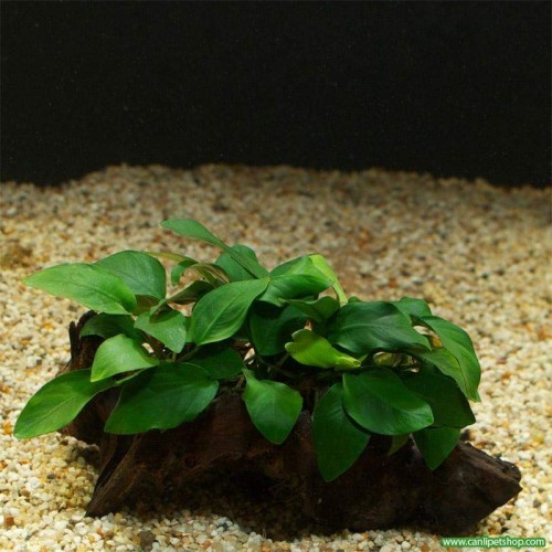 Anubias Barteri var. Nana 1 Ad 3-4 Yaprak