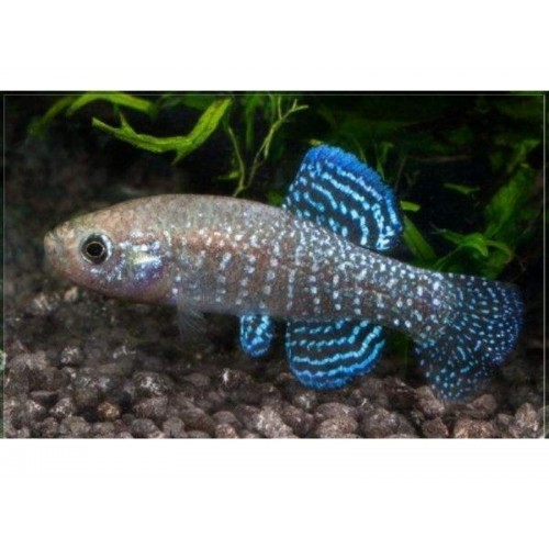 Aphanius mento 1 Ad Dişi 2-4 Cm Killi Fish