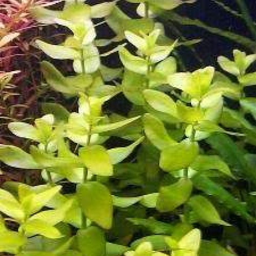 Bacopa caroliniana 5 kök