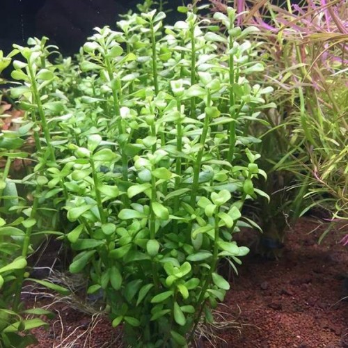 Bacopa Monnieri 10 Adet