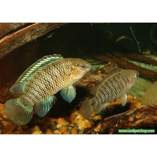 Badis Badis 1 Ad  3-4 Cm