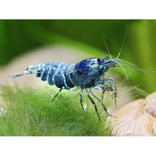 V- Bluebolt Taiwan Bee shrimp (Blue Bolt Karides) 10 Ad Kolonidir Dişi erkek karışık