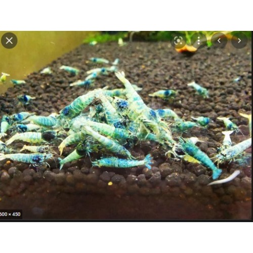 V- Bluebolt Taiwan Bee shrimp (Blue Bolt Karides) 10 Ad Kolonidir Dişi erkek karışık