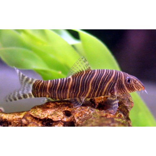 Botia Zebra 1 Adet 7-9 Cm