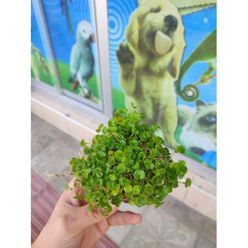 Dichondra Repens "Kayaya Tutturulmuş"