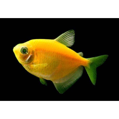 .Tetra Transgenic 1 Adet 3-4 Cm Portakal