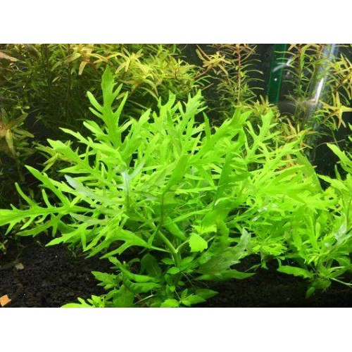 .Hygrophila difformis (Çınar) 5 kök