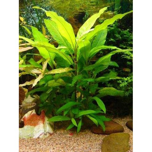 Hygrophila Siamensis Tütün 5 Kök