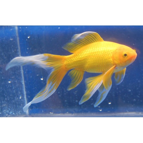 Japon Balığı YELLOW 1 Adet 3-4 Cm Civarı NADİR TÜR