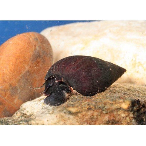 Melani Snail 1 Adet 1-2 Cm CİKLET BALIKLARI İÇİN SALYANGOZ