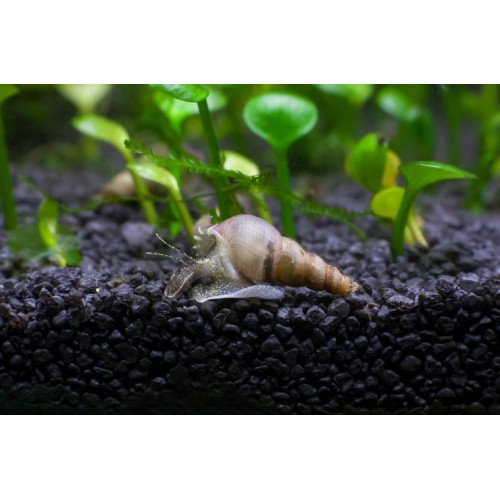 Melani Snail 10 Adet 1-2 Cm Cam Yosun Yiyici