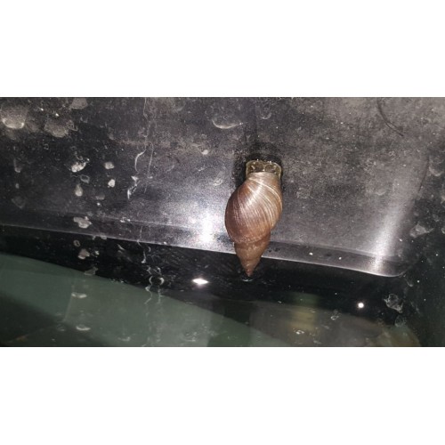 Melani Snail 10 Adet 1-2 Cm CİKLET BALIKLARI İÇİN SALYANGOZ