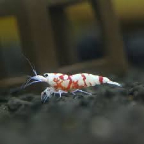 V-Fancy Red Tiger (Beyaz Yanak) karides 1 adet 1-2 CM boyunda