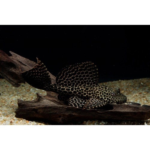 Vatoz Normal Leopar 1 Adet  8-10 Cm