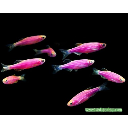 Zebra Danio Pembe Bakımı Kolay 1 Ad 3-4 Cm