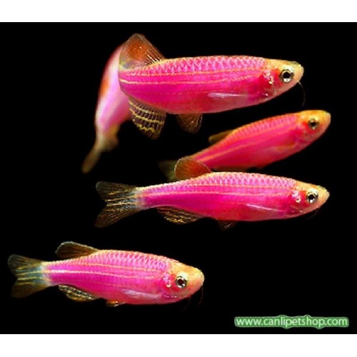 Zebra Danio Pembe Bakımı Kolay 1 Ad 3-4 Cm