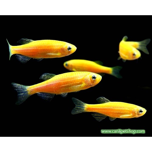 Zebra Danio Portakal Bakımı Kolay 1 Ad 3-4 Cm (Transgenic)