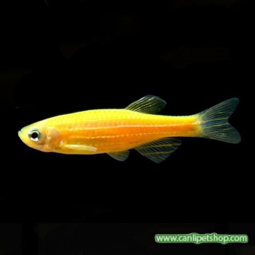 Zebra Danio Portakal Bakımı Kolay 10 Ad 3 Cm (Transgenic)