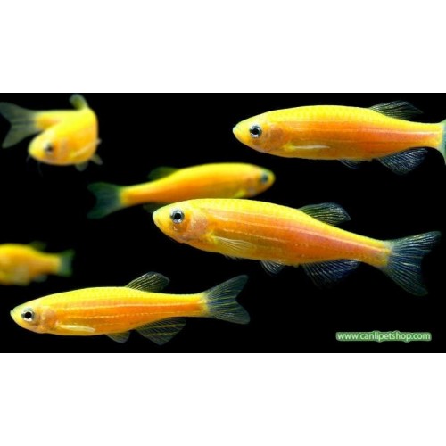 Zebra Danio Portakal Bakımı Kolay 1 Ad 3-4 Cm (Transgenic)