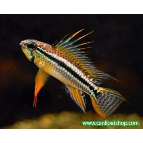 Apistogramma agassizii  1 Adet 4-5 Cm