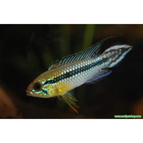 Apistogramma agassizii  1 Adet 4-5 Cm