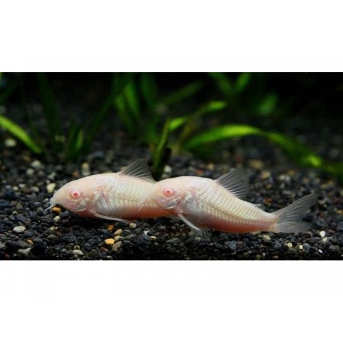 Çöpçü Albino 1 Adet 2-3 Cm