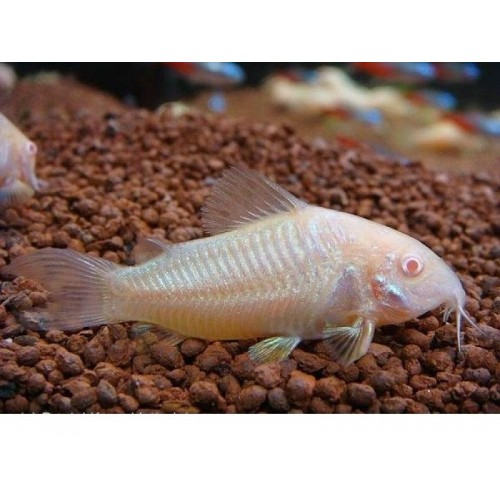 Çöpçü Albino 1 Adet 2-3 Cm