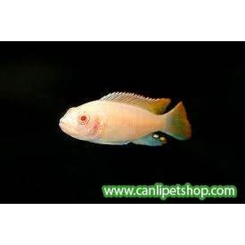 Albino ice Blue Ciklet  4 Ad 7-8 Cm 1 ERKEK 3 DİŞİ 