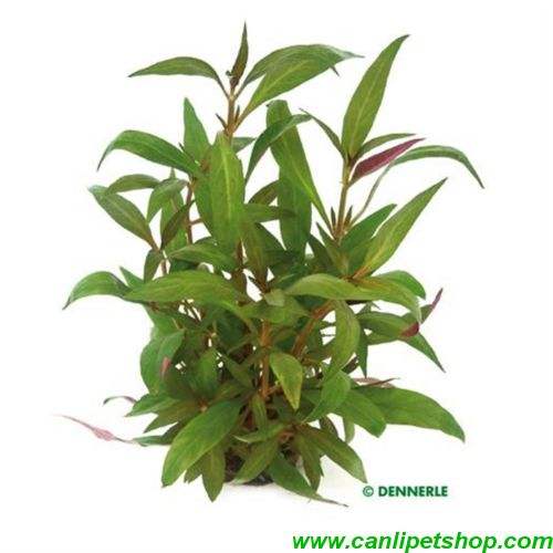 Alternanthera Reineckii 10 Adet