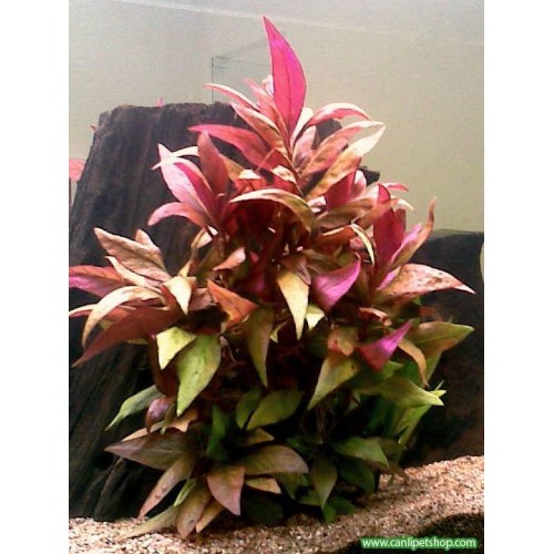 Alternanthera Reineckii 10 Adet