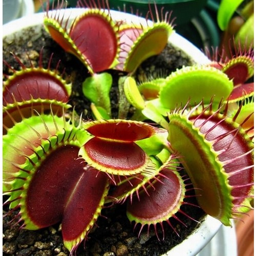 Sinekkapan Venüs Fly Trap (Dionaea Muscipula) Tohumu 5 adet