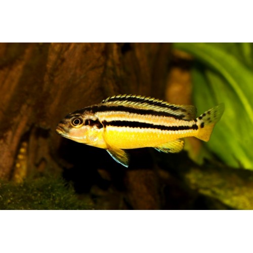 Auratus Ciklet 1 Adet 3-4 Cm