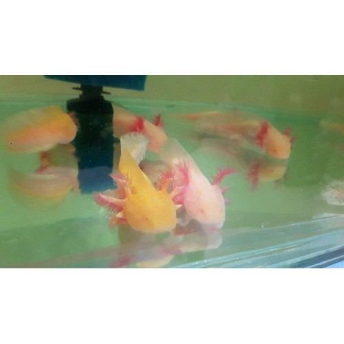 Axolotl Albino -Albinogold 7-8 Cm