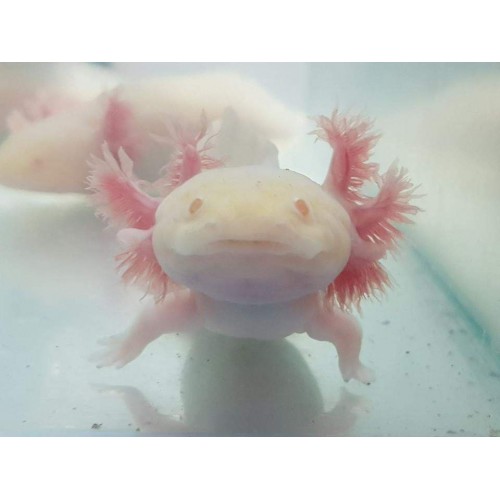 Axolotl Albino -Albinogold 7-8 Cm