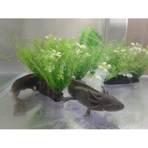 Axolotl Green Wild  5-8 Cm Kampanya  Uyumlu Tür !!!