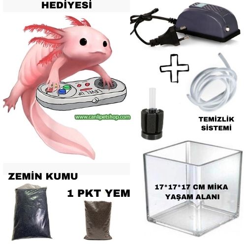 Axolotl Semenderi Ve (Yaşam alanı+Filtre Sistemi+Kum+Yem+Axolotl) Komple Set  **Ücretsiz Kargo**