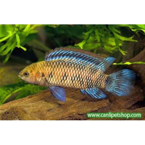 Badis Badis 1 Ad  3-4 Cm