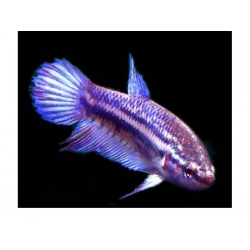 Beta Tül Kuyruk Dişi 1 Ad Genç (Betta) 4-5 Cm