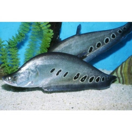 Bıçak Balığı (Clown Knife Fish) 1 Adet (L)