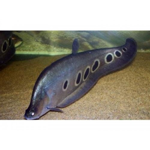 Bıçak Balığı (Clown Knife Fish) 1 Adet (L)