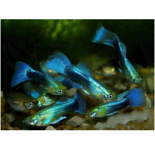 Lepistes (blue Neon) 1 Ad Erkek 2-3 cm