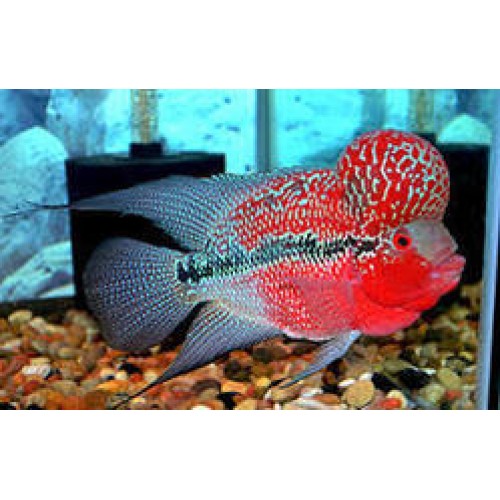 Flower Horn short body red dragon 1 Ad 5-7 Cm