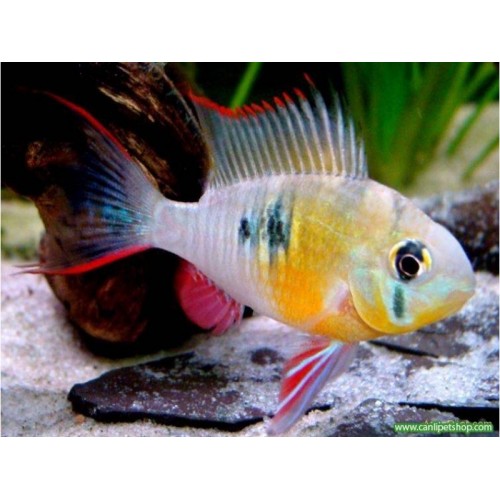 Ramirezi Ciklet 1 Adet 4-6 Cm