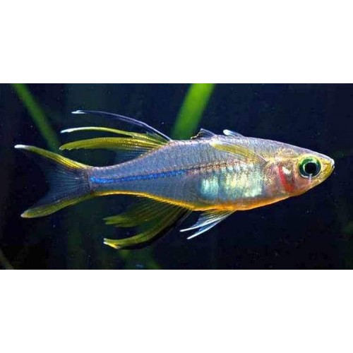 Gökkuşağı Celebes Rainbowfish 1 Ad 2-3  Cm